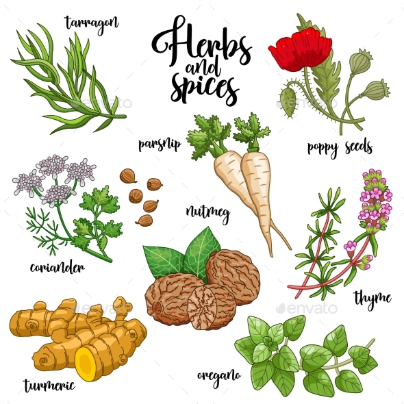 Spices and Herbs Vector Set - Flowers & Plants Nature
