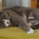 A Large Gray Cat Lying on a Chair. Very Serious - VideoHive Item for Sale