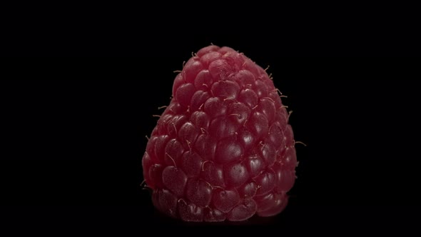 Close-up of ripe raspberries on a black background. Macro of juicy berry. alt