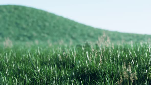 Soft Defocused Spring Background with a Lush Green Grass alt