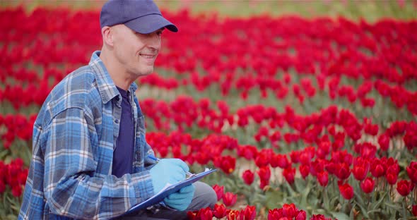 Farmer Examining Red Tulips at Flower Plantation Field. Tulips Plantation. alt