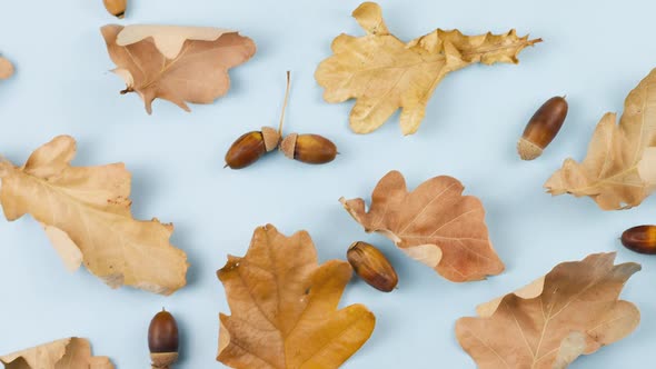Dry Brown Oak Leaves with Acorns Lie on a Pastel Blue Background alt
