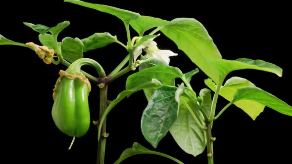 Time Lapse of Growth Sweet Bell Peppers Plants