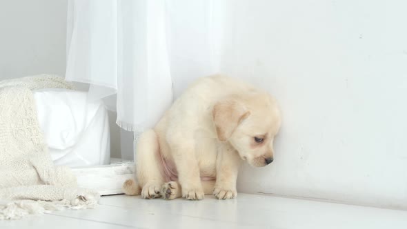 Labrador puppy ashamedly sits on a floor
