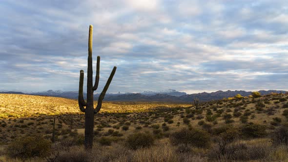 Saguaro Cactus Sunset Time Lapse