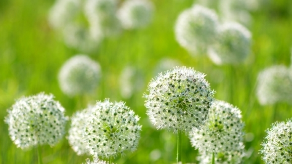 Beautiful White Allium Circular Globe Shaped Flowers Blow in the Wind alt
