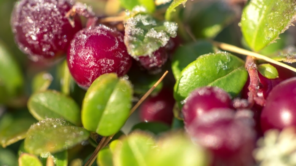 Frost Melting on Cow-berry Plant Leaves alt