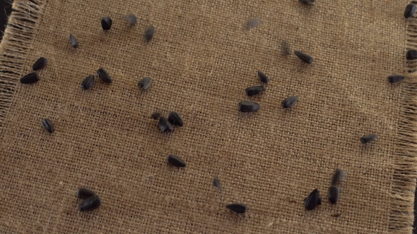 Falling Grains of Sunflower Seeds.