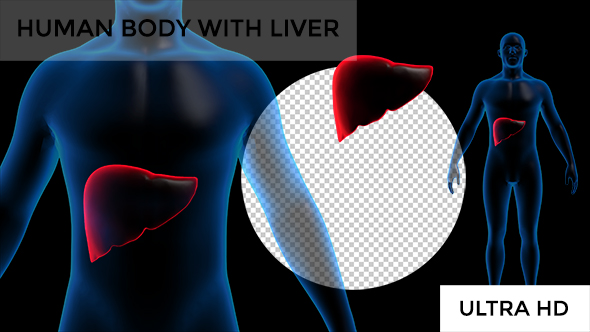 Transparent Human Body with Liver #1 alt
