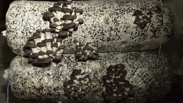 The Cultivation of Mushrooms at Home Farm. Oyster Mushrooms alt