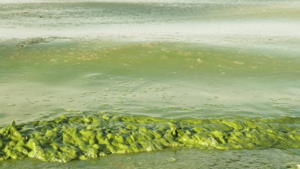 Algal Bloom Polluted Water Green Color in Lake