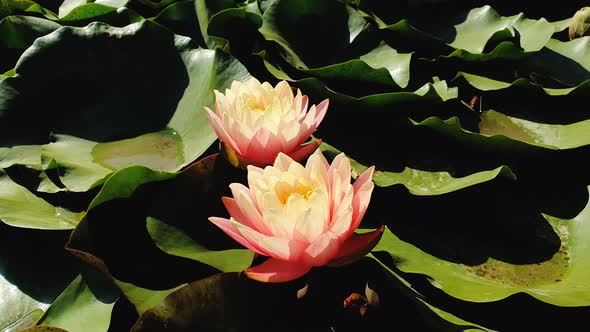 Close up of blooming coral pink color waterlily on the pond