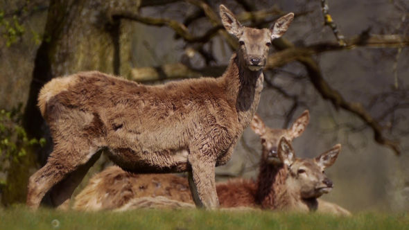 Female (Doe) Fallow Deer In The Forest alt