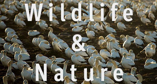 Wildlife & Nature