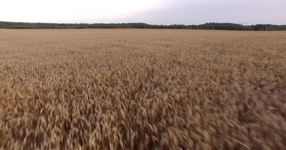 Aerial View of Rye Fields alt