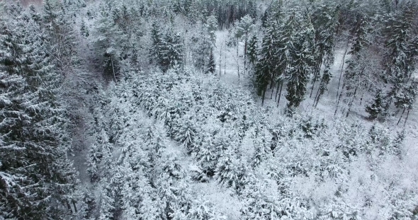 Aerial View of Snowy Forest at Winter