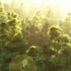 Green Forest at Sunset - VideoHive Item for Sale