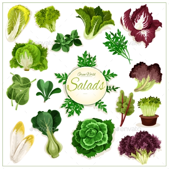 Salad Greens, Leafy Vegetables Vector Poster - Food Objects