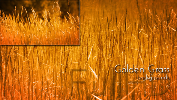 Golden Grass Nature Background