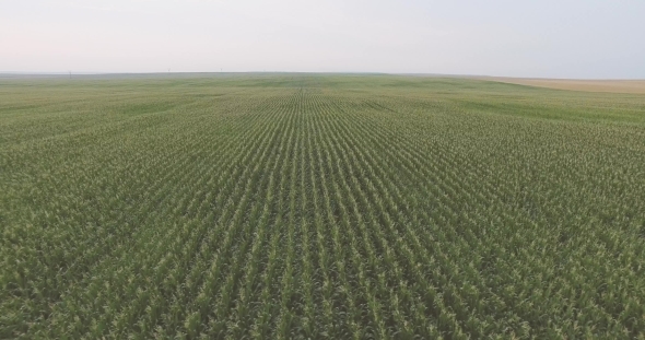 Flight Over Field alt