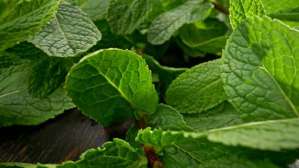 Wandering in Green Flora Macro World. Rich Green Spearmint Foliage on Dark Wooden Table. Camera alt