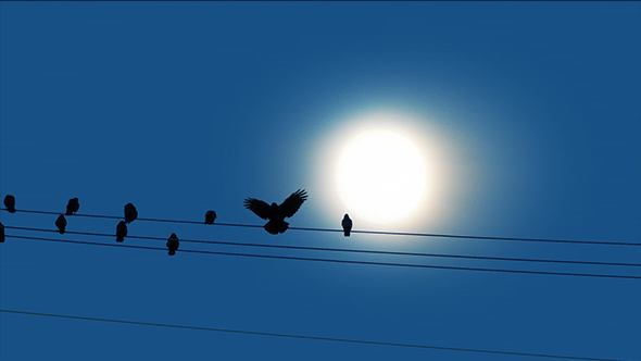 Bird Lands on Wire in Front of the Sun, Stock Footage | VideoHive