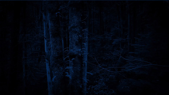 Passing Mossy Forest Trees At Night, Stock Footage | VideoHive