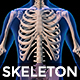 Human Body With Skeleton Rotation, Motion Graphics | VideoHive