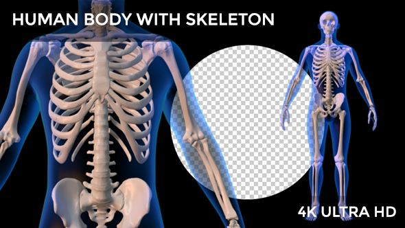 Human Body With Skeleton Rotation, Motion Graphics | VideoHive