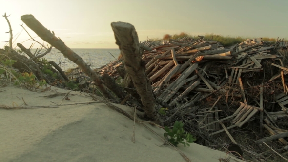 Seashore and Dunes Covered with logs