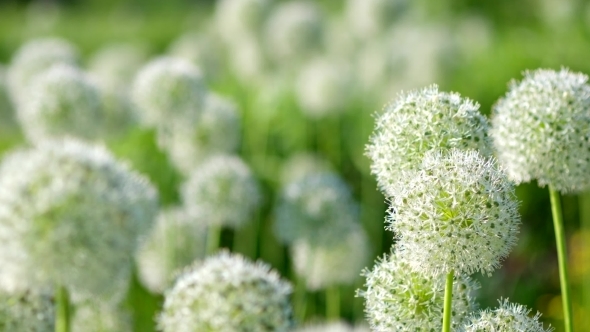 Beautiful White Allium Circular Globe Shaped Flowers Blow in the Wind