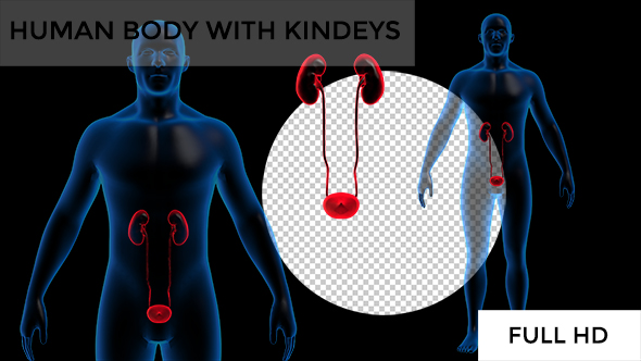Transparent Human Body with Kidneys Rotation Full HD