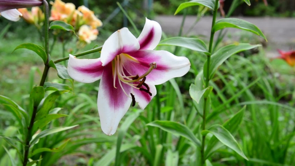 Lily Varietal White and Pink Colors