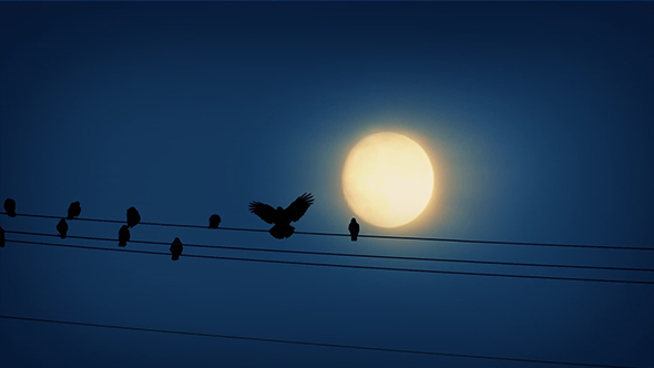 Bird Lands On Wire In Front Of Moon alt