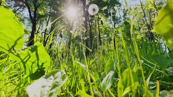 the View From Below on the Faded White Dandelion in Clear Sunny Weather the Crowns of Trees in the alt