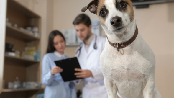 Dog Sits on the Vet Table by kotlyarn | VideoHive