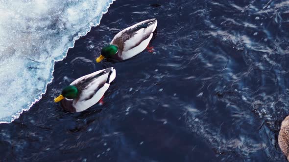 Ducks on lake in winter time alt