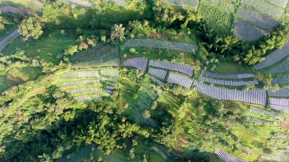 Serene terraced leek plantation on Mount Merapi volcano slope, Indonesia, aerial top down alt