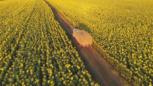 Agriculture Tractor with Hay Autumn Sunflower Field
