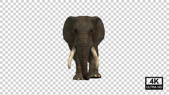 Elephant Walking Front View alt