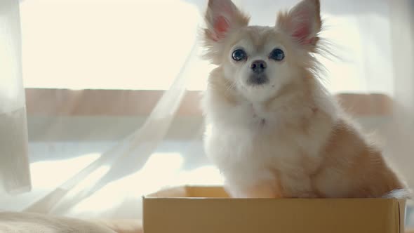 white brown chihuahua dog sit in cardboard box near window