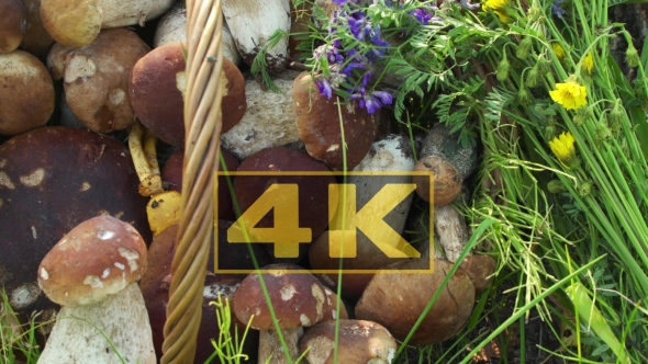 Concept Organic Natural Product, Wildlife. Mushrooms in Basket. alt