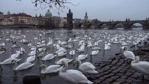 Lot of Swans and Ducks in the River Vltava