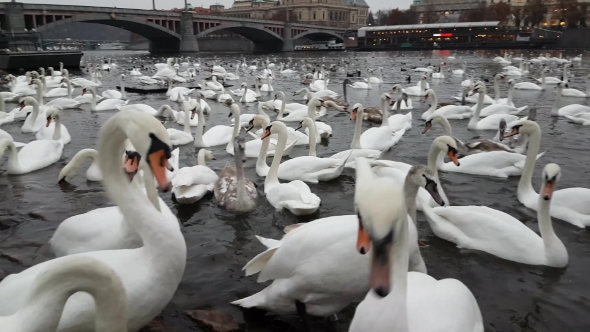 Lot of Swans and Ducks in the River Vltava