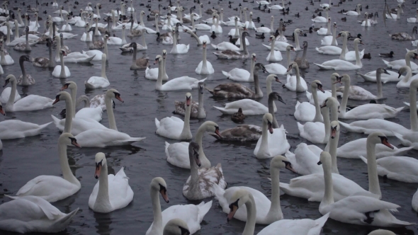 Lot of Swans and Ducks in the River Vltava