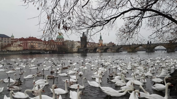 Lot of Swans and Ducks in the River Vltava