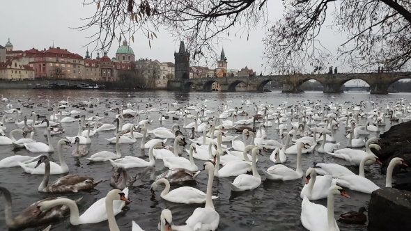 Lot of Swans and Ducks in the River Vltava