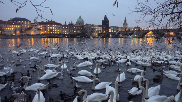 Lot of Swans and Ducks in the River Vltava