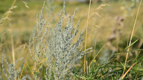 Wormwood Swaying in Wind in the Steppe