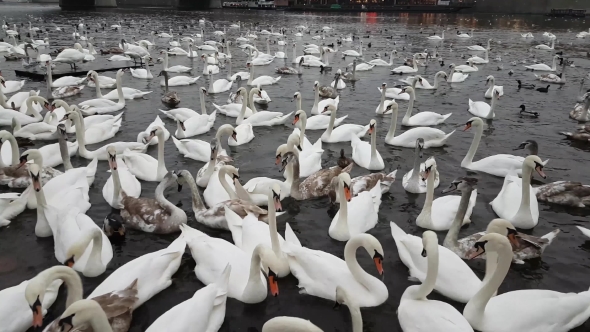 Lot of Swans and Ducks in the River Vltava